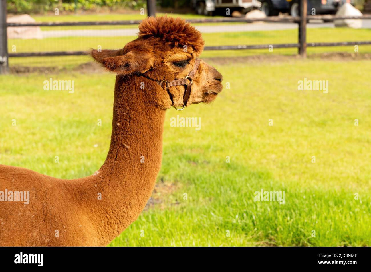 Una testa e un collo di Alpaca marrone. In un campo verde. Vista laterale. Fuoco selettivo della recinzione di legno, temi animali Foto Stock