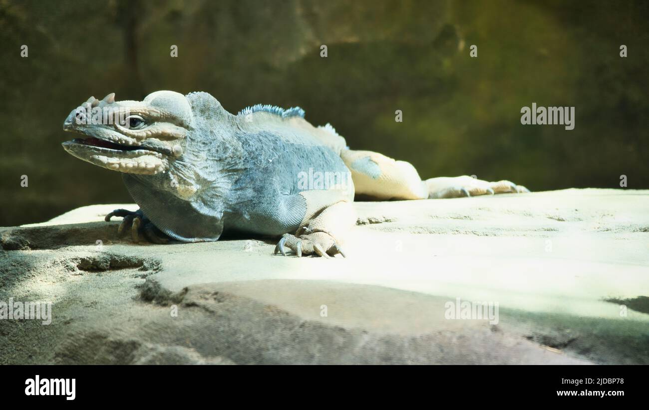 grande iguana adagiata su una pietra. Pettine toracico e pelle squamosa. Foto animale di un rettile Foto Stock