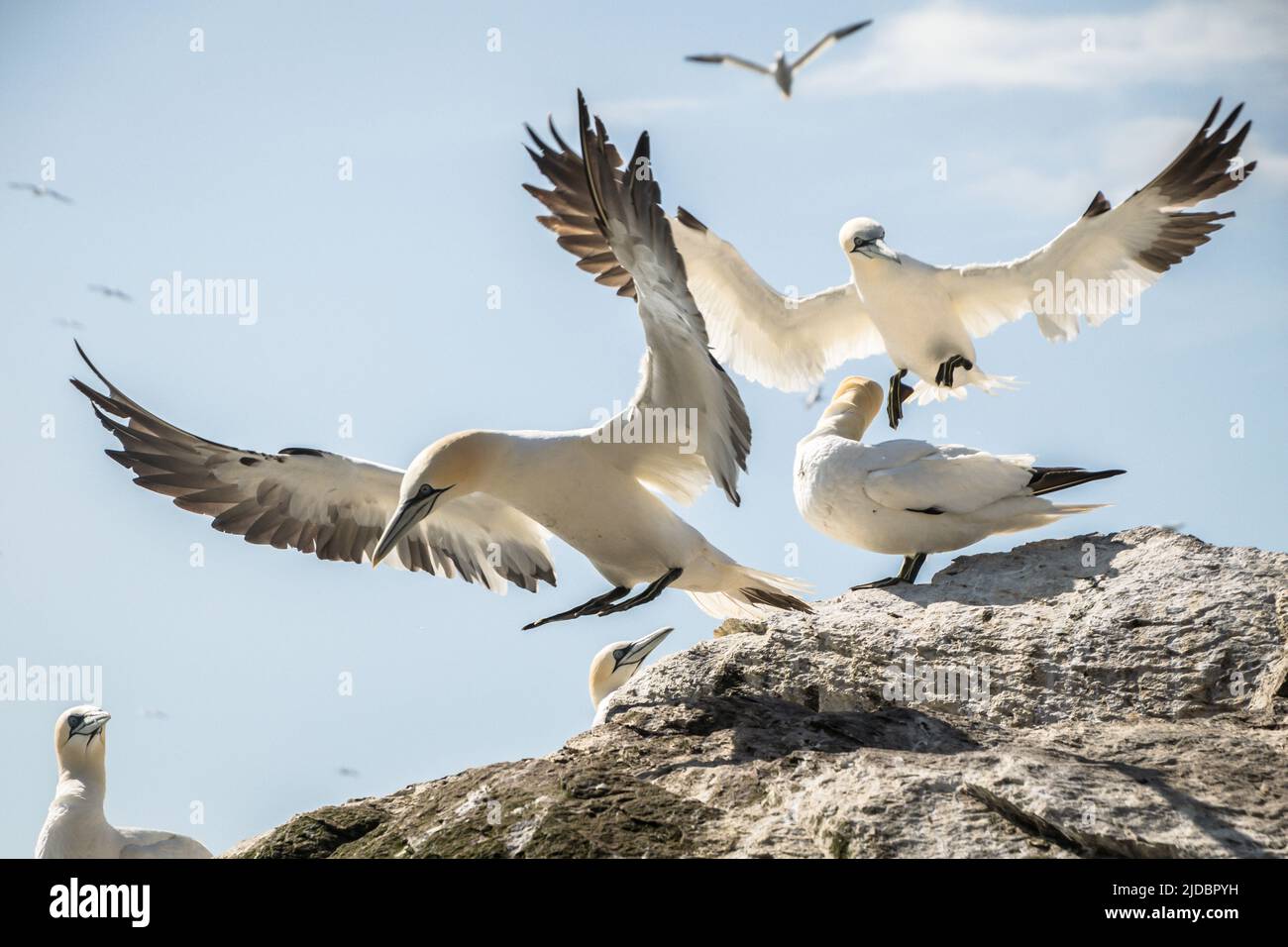 Durante un viaggio a Bass Rock, Scozia, molte gannette non riproduttrici (Morus fagannanus) erano appese intorno alle rocce alla base della colonia. Con il vento Foto Stock