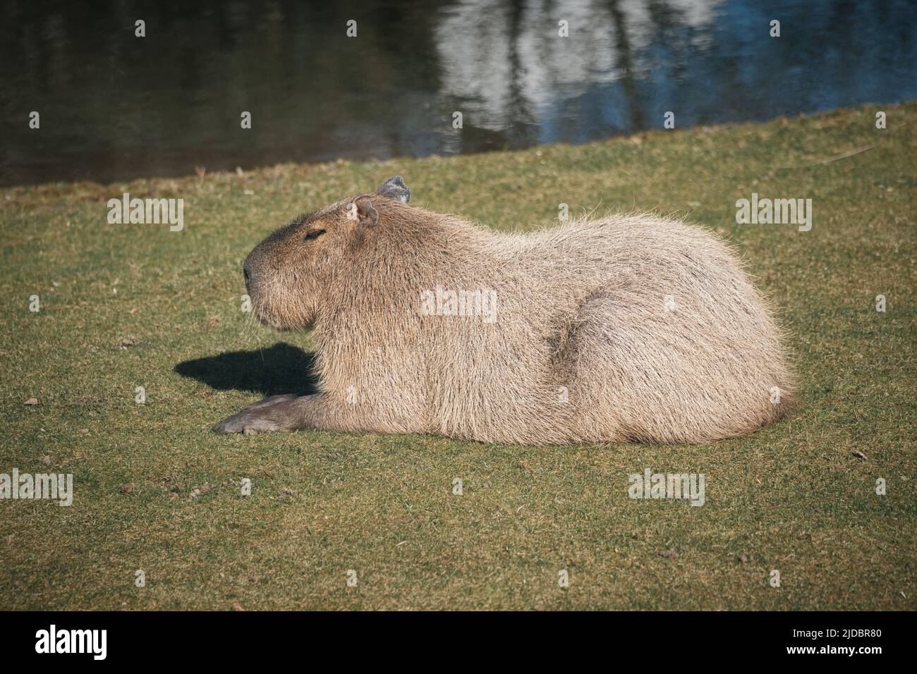 capybara si trova sul prato. Grande roditore dal Sud America. Mammifero foto animale Foto Stock
