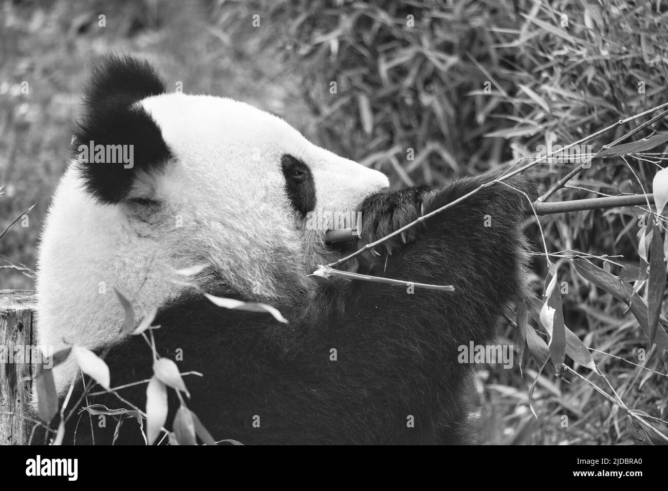 panda grande in bianco e nero, seduto mangiare bambù. Specie in pericolo. Mammifero bianco e nero che assomiglia ad un orsacchiotto. Foto profonda di una rara bea Foto Stock