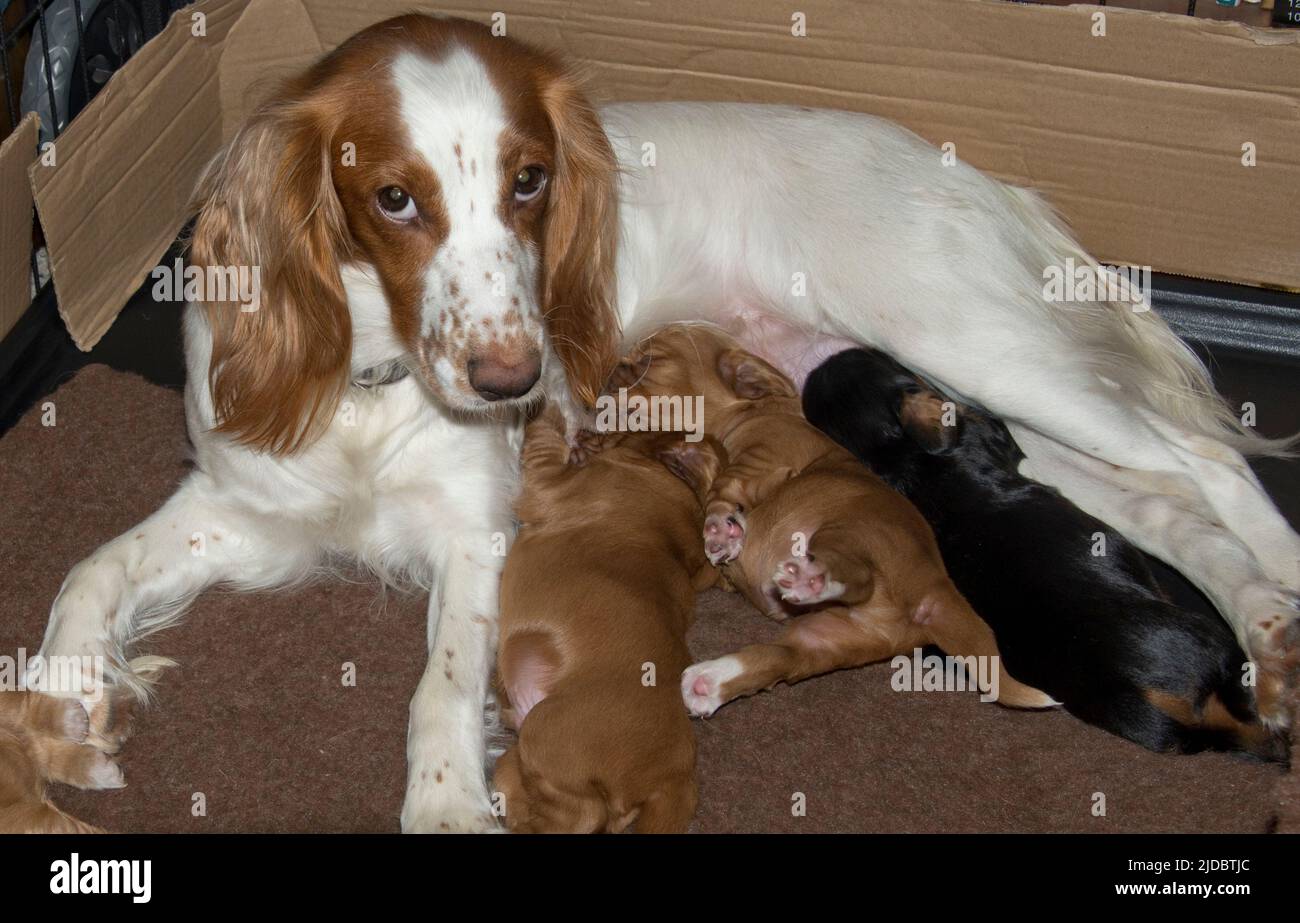 Giallo e bianco che lavora cocker spaniel cagna con i suoi cuccioli di due settimane addormentati, Berkshire, dicembre Foto Stock