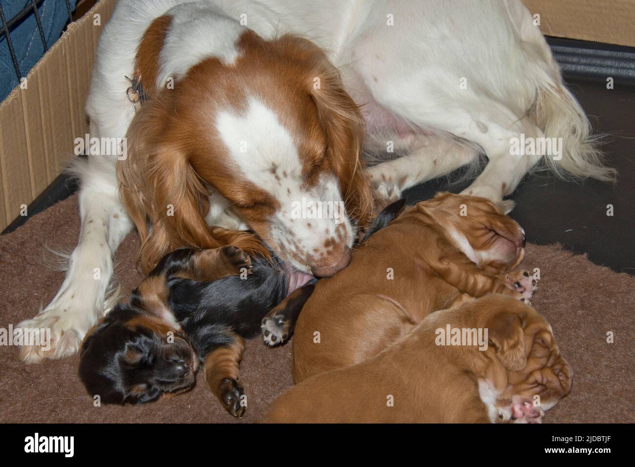 Giallo e bianco che lavora cocker spaniel cagna con i suoi cuccioli di due settimane addormentati, Berkshire, dicembre Foto Stock