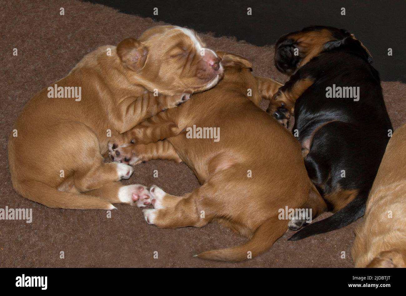 Due settimane marrone, nero, bianco, cocker lavoro spaniel cuccioli dormire, Berkshire, dicembre Foto Stock