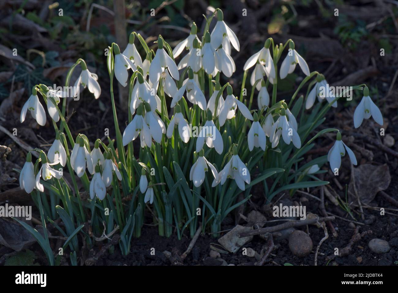 Fiori bianchi di gocce di neve (Galanthus nivalis) di ritorno illuminato dalla luce del sole sotto ombra pesante in fine inverno, Berkshire, febbraio Foto Stock
