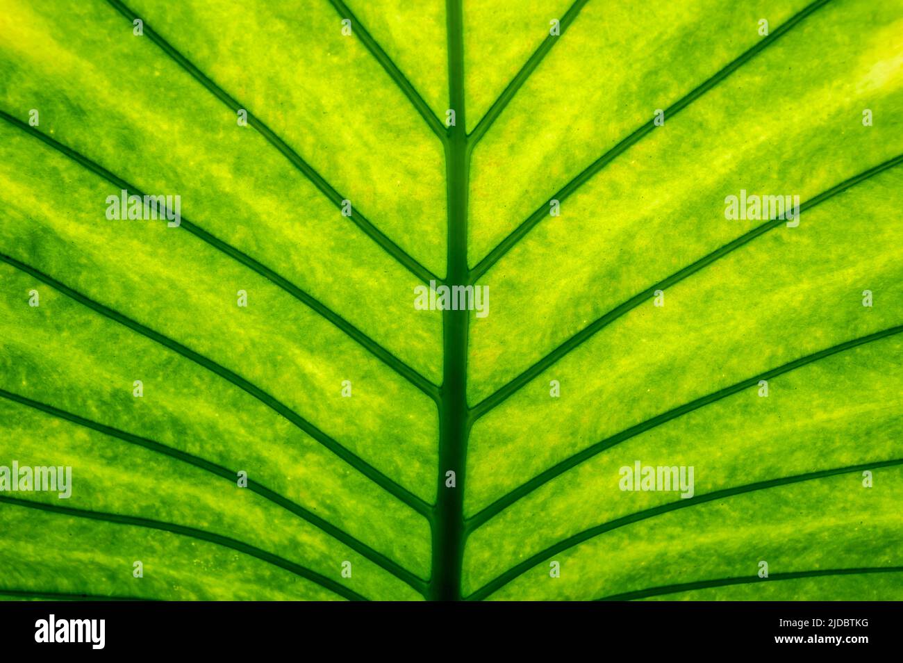 Texture foglia verde come sfondo naturale Foto Stock