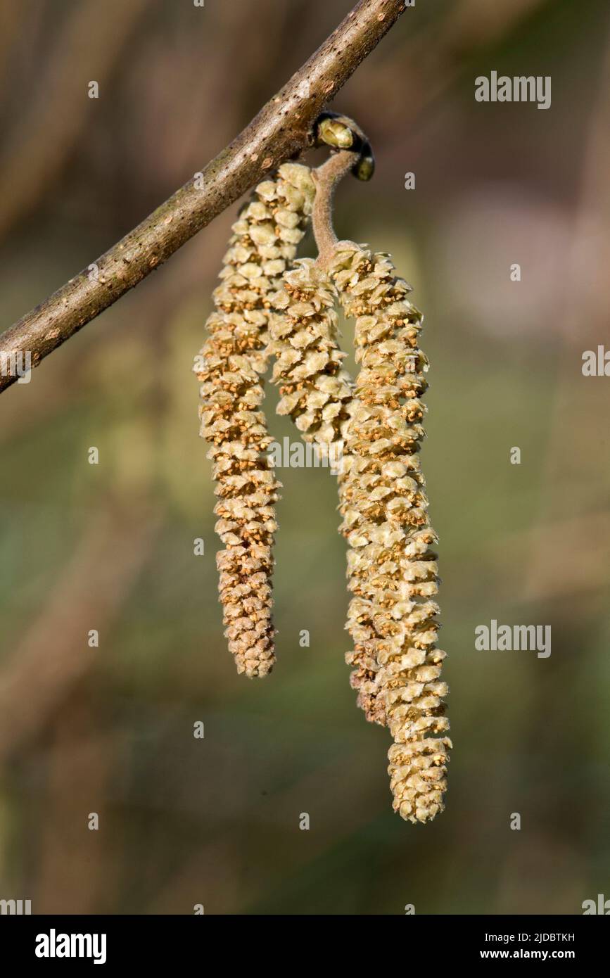 Nocciolo maschio (Corylus avellana) catkins su un ramo senza foglie di un piccolo albero o arbusto a fine inverno, Berkshire, febbraio Foto Stock