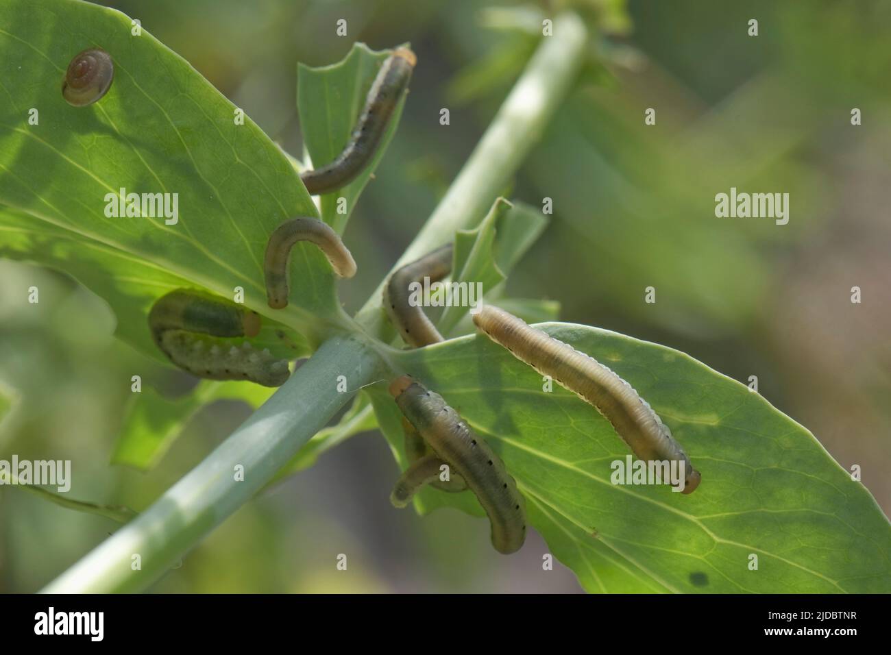 Larve valeriane (Macrophya albicincta) che si nutrono di foglie valeriane rosse (Centrenthus ruber), Berkshire, giugno Foto Stock