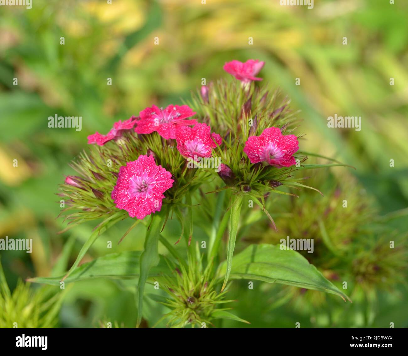 Dolce William o Dianthus barbatus fiore è una pianta fiorita nella garde Foto Stock