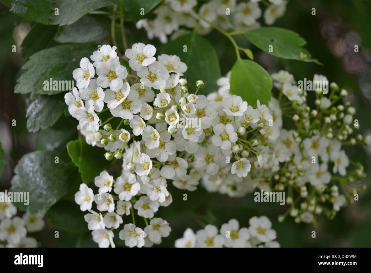 Fiori dolci di Alyssum. Piccola Lobularia Maritima pianta di fiori bianchi per i bordi del giardino, giardini di roccia alpina o cesti pendenti. Bella natura estiva Foto Stock