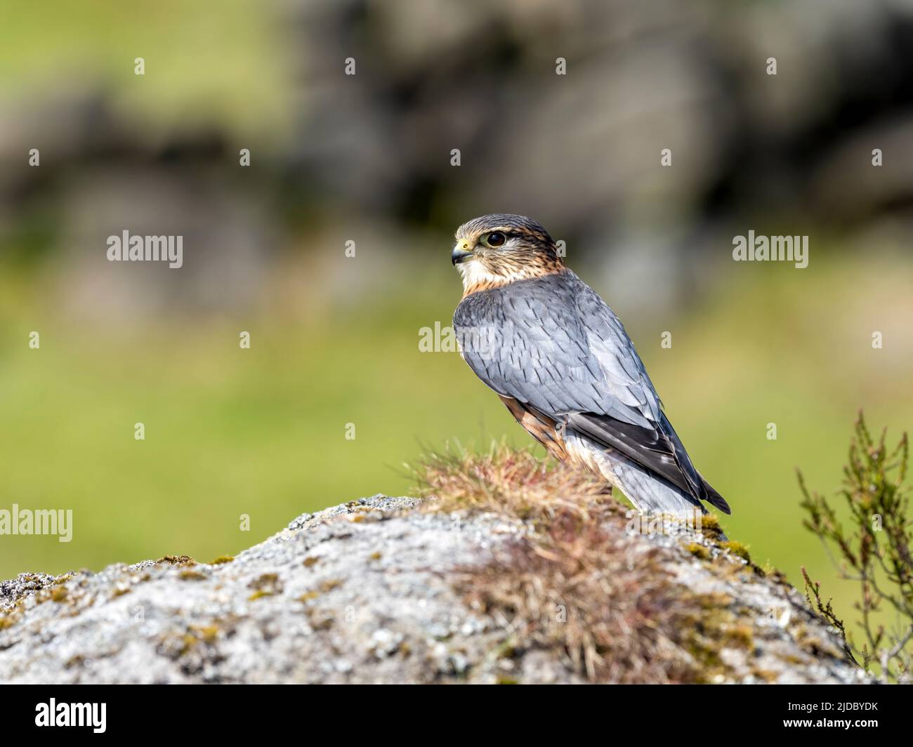 Un vigilante, Merlin, (Falco colombarius), uno degli UK più piccoli uccelli di preda, si erge sulla roccia tra brughiere coperte di erica Foto Stock