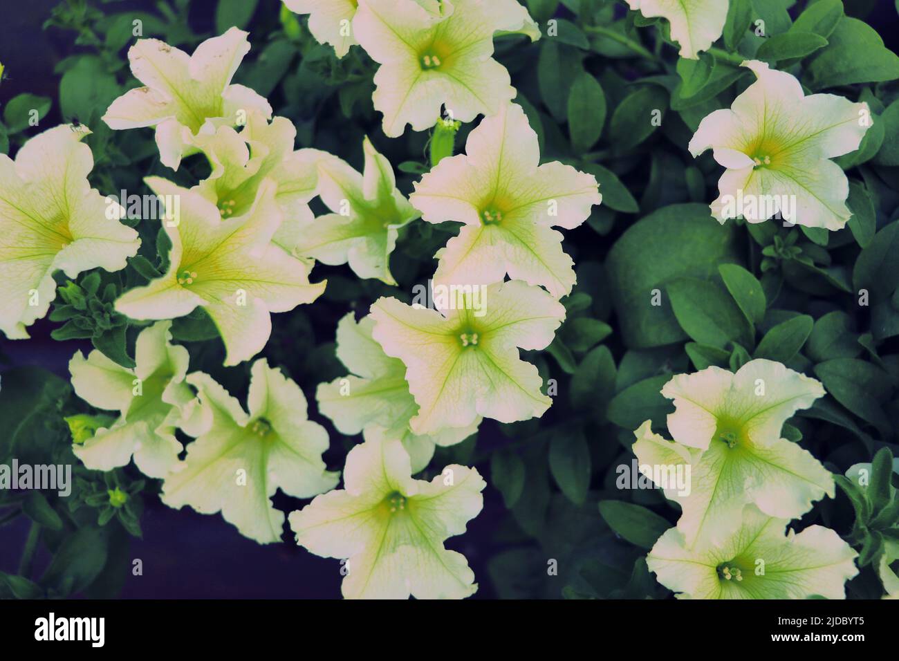 Sfondo estivo. Bel bouquet con petunia bianca. Vista dall'alto Foto Stock