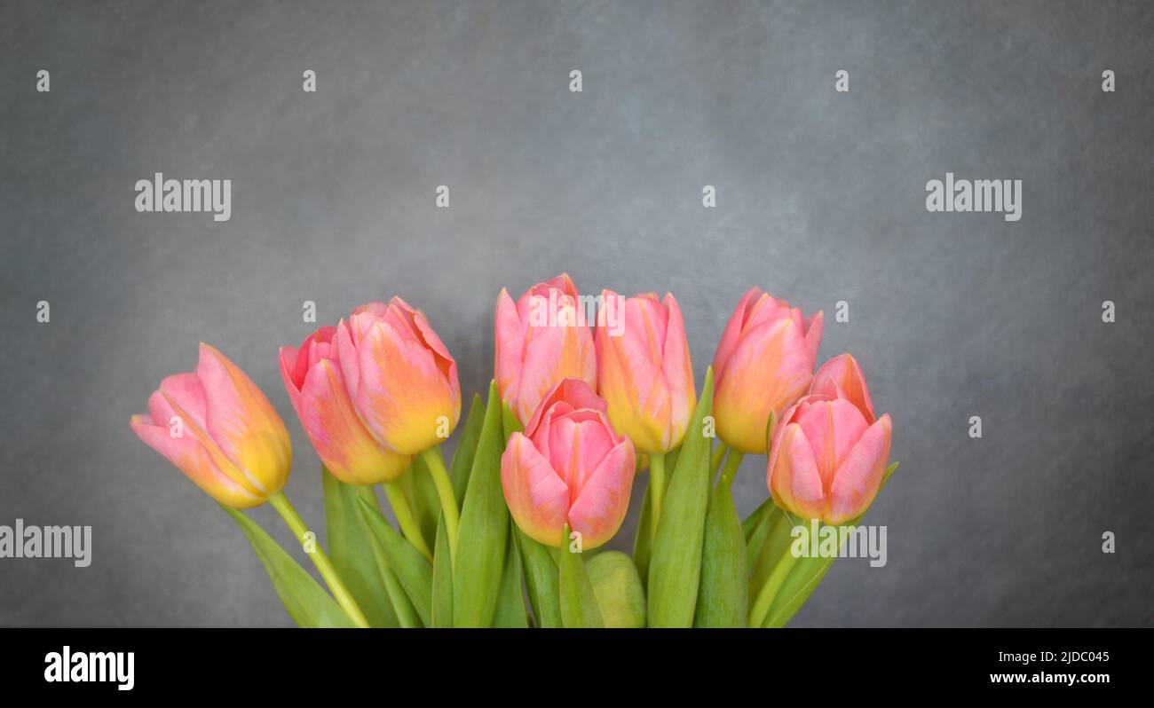 Sfondo. Un bouquet di tulipani rosa-gialli su sfondo grigio Foto Stock