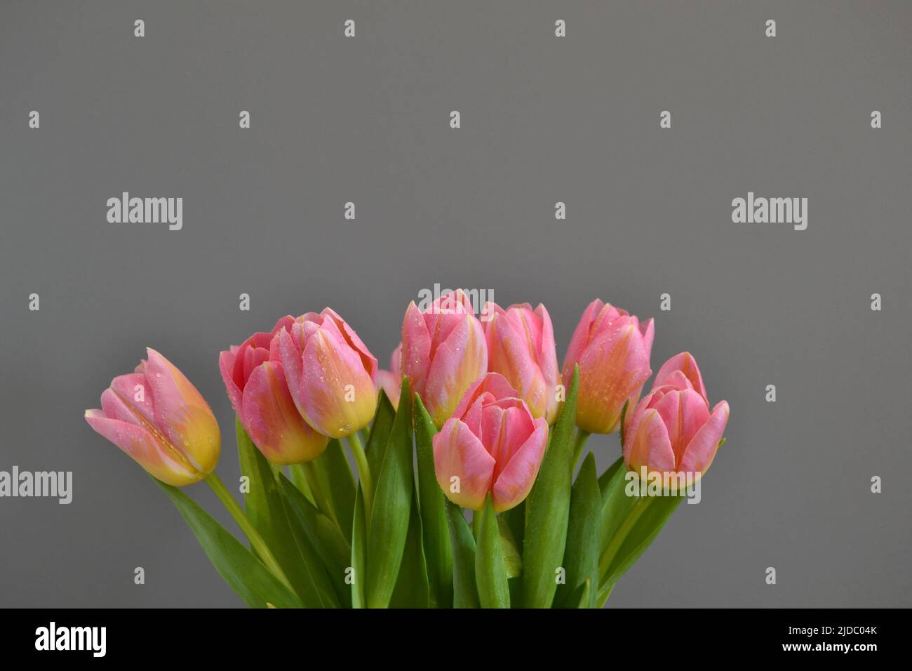 Sfondo. Un bouquet di tulipani rosa-gialli su sfondo grigio Foto Stock