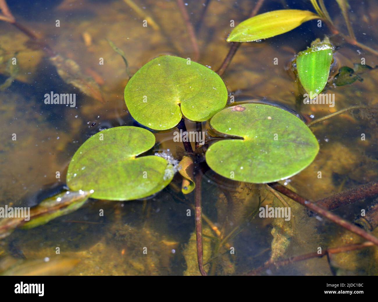 European frogbit - Nome latino - Hydrocaris morsus-ranae Foto Stock