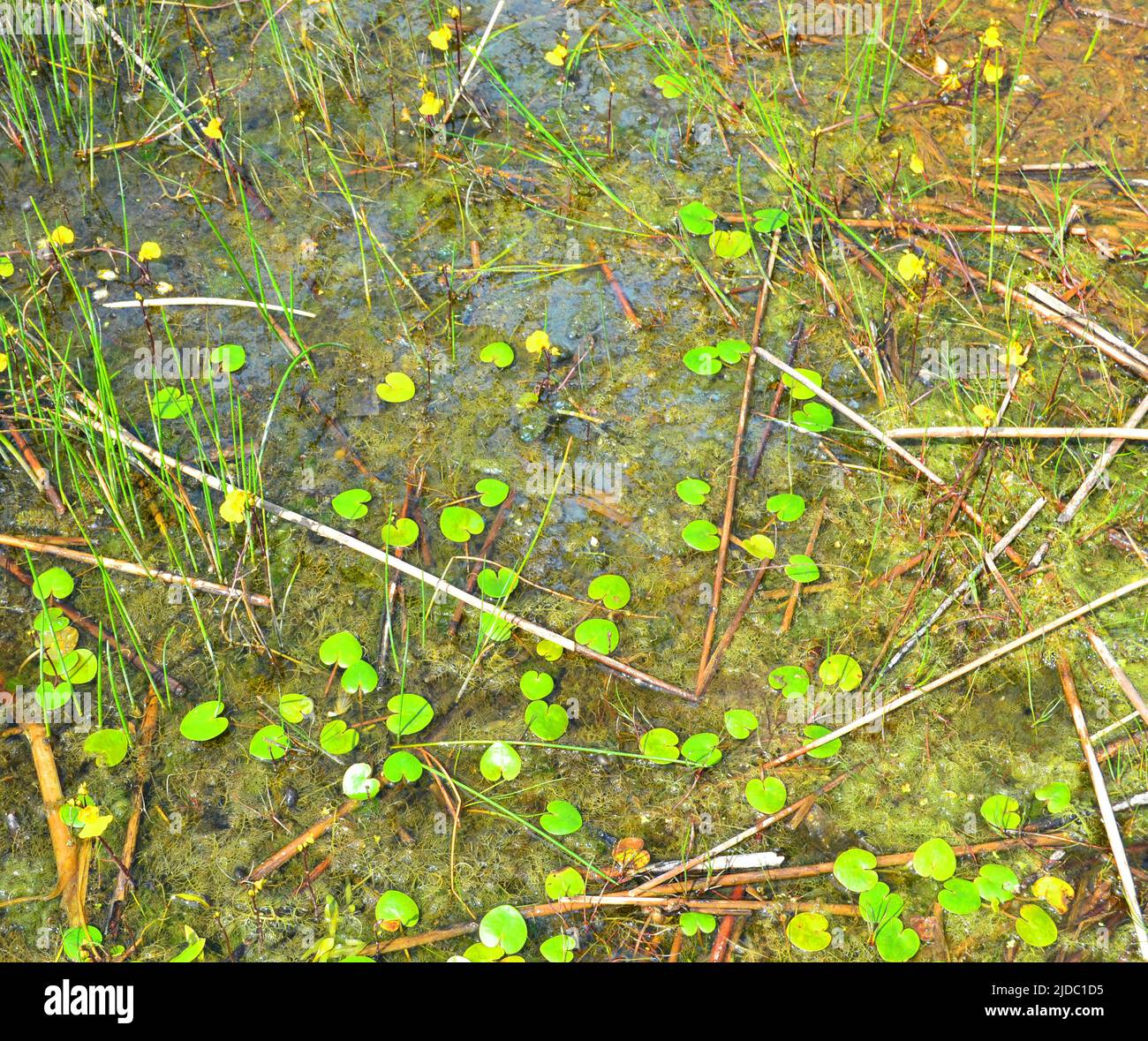 European frogbit - Nome latino - Hydrocaris morsus-ranae Foto Stock