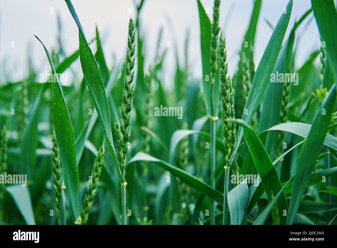 Crisi alimentare e concetto di fame nel mondo, campo verde con spighe di grano, coltivazione germogli di grano closeup, Harwest problema Foto Stock