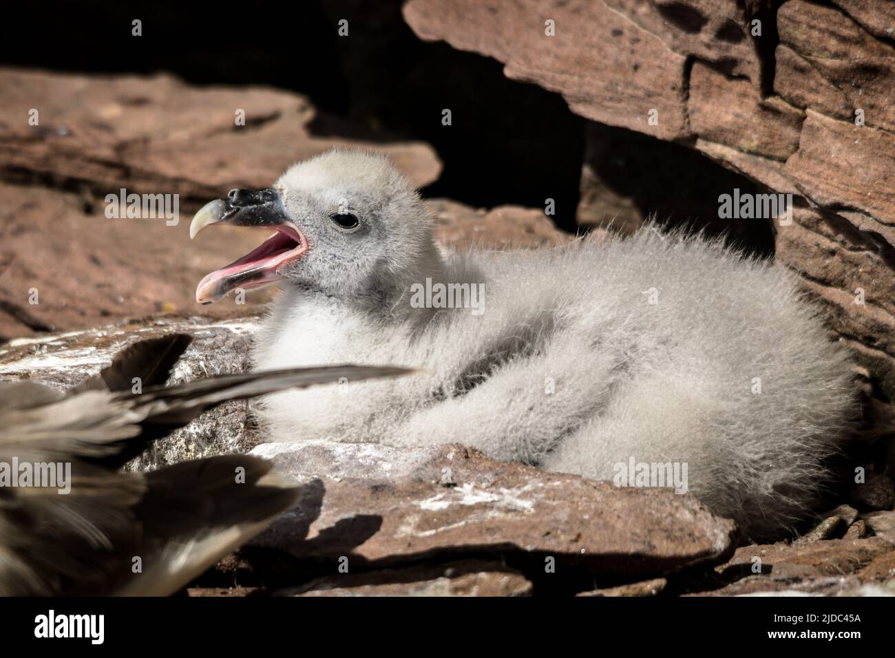 Un giovane pulcino di fulmar sedette su un bordo roccioso della scogliera con il becco aperto Foto Stock