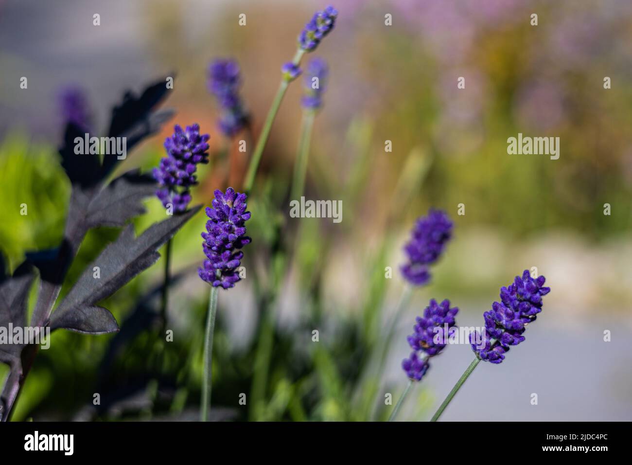 Labiatae / Lamiaceae Lavangula angustifolia, Lavanda «Hidcote» fioritura a Bristol, Regno Unito Foto Stock