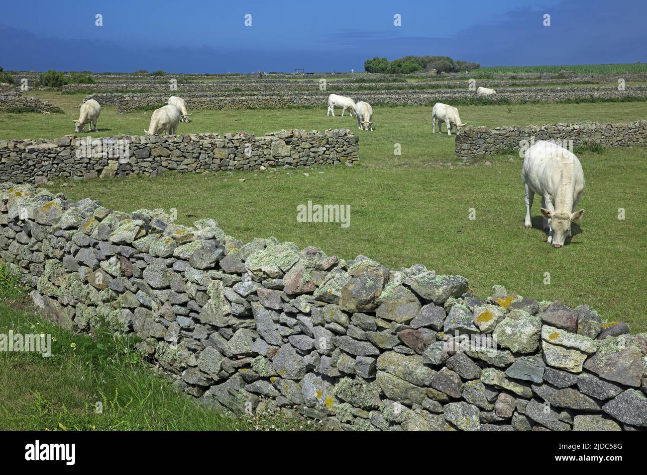 Francia, Cotentin Auderville, paesaggio da la Hague a Port Goury, muro di pietra a secco Foto Stock