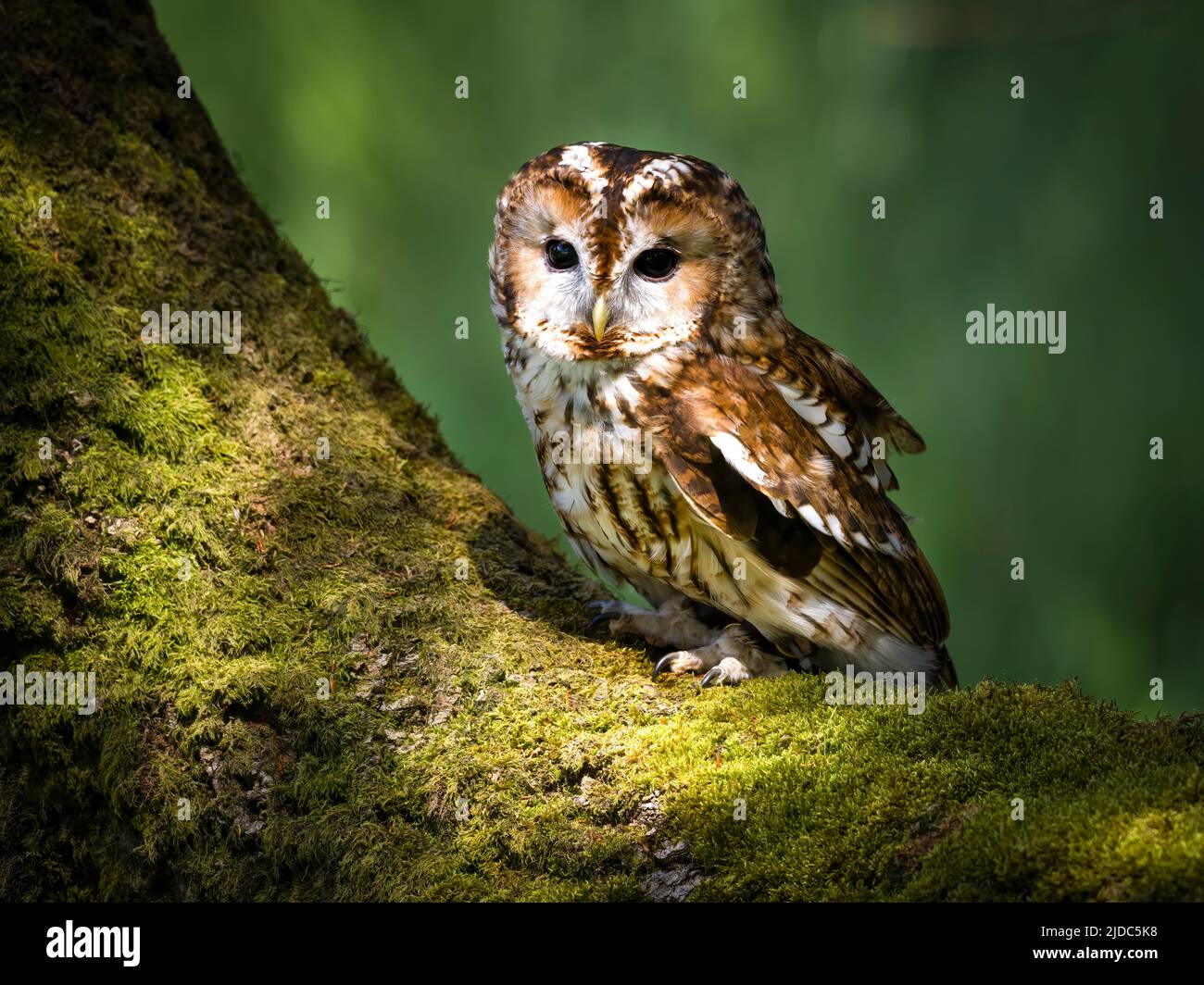 A Tawny Owl, (Strix aluco), guardando verso la telecamera dal suo posatoio su un tronco coperto di muschio in bosco a Haworth, West Yorkshire, Regno Unito Foto Stock