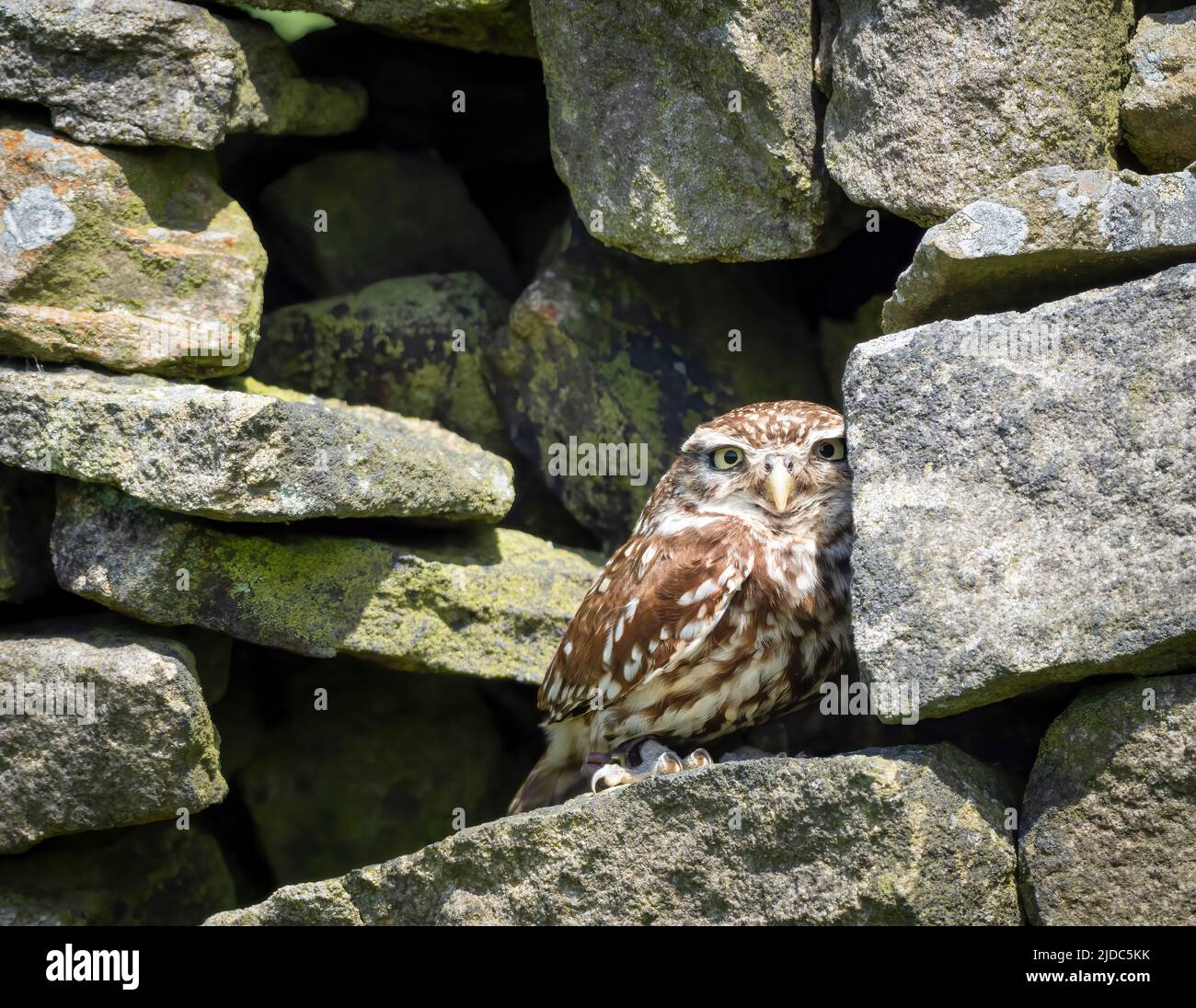 Un piccolo Owl, (Athene nattua), che ripara in un piccolo gap in un muro di pietra a secco a Haworth, West Yorkshire, Regno Unito Foto Stock