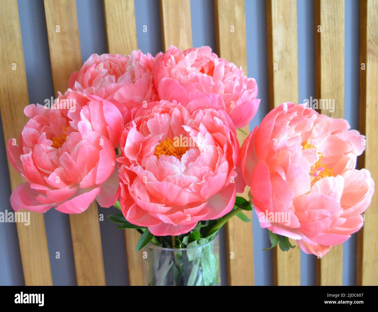 Abbondanza di mazzo fresco di Peonies Bouquet di diversi colori rosa su sfondo diverso. Foto Stock