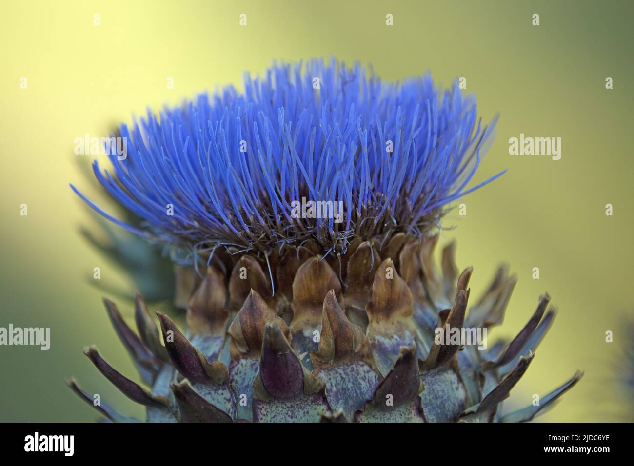 Francia, la Manche Artichoke in fiore, primo piano Foto Stock