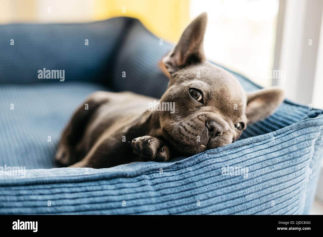 Il bellissimo cucciolo di cane da bulldog francese si trova in un divano blu Foto Stock