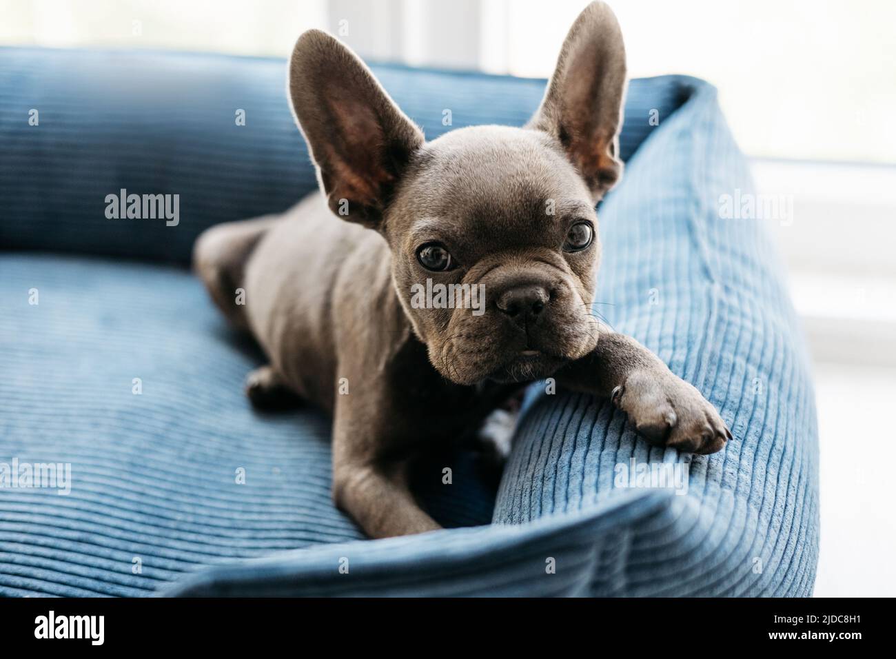 Il bellissimo cucciolo di cane da bulldog francese si trova in un divano blu Foto Stock