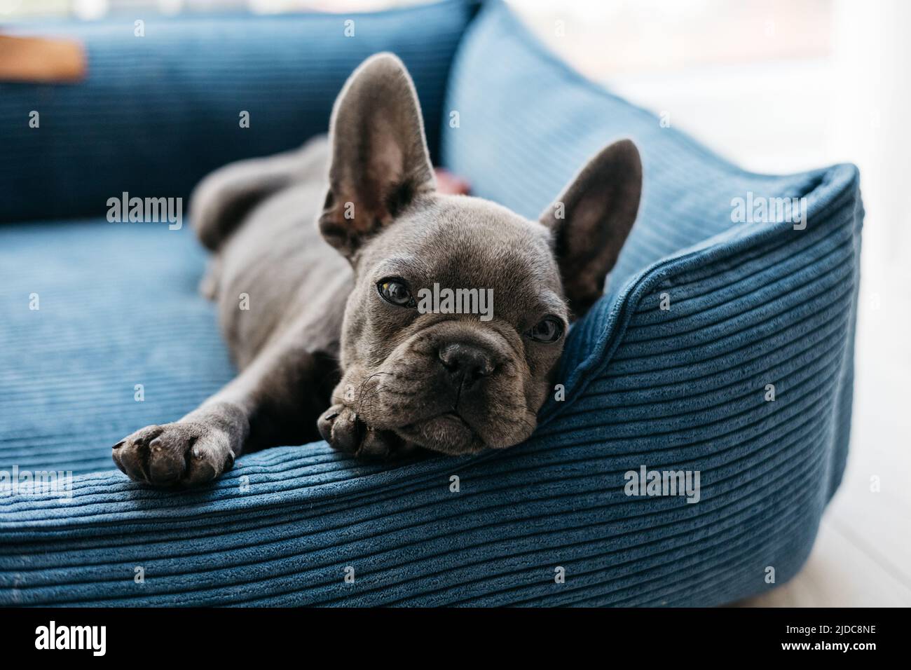 Il bellissimo cucciolo di cane da bulldog francese si trova in un divano blu Foto Stock