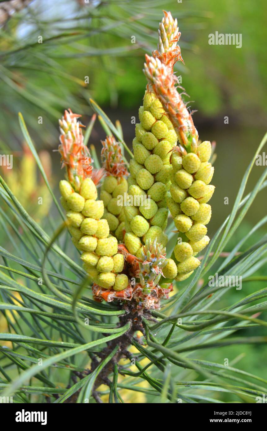 pinus resinosa. Giovane Pineoung tenere coni su un ramo di pino nella foresta. Pinus resinosa, cono polline maschio, Pinecone, in primavera primaverile Foto Stock