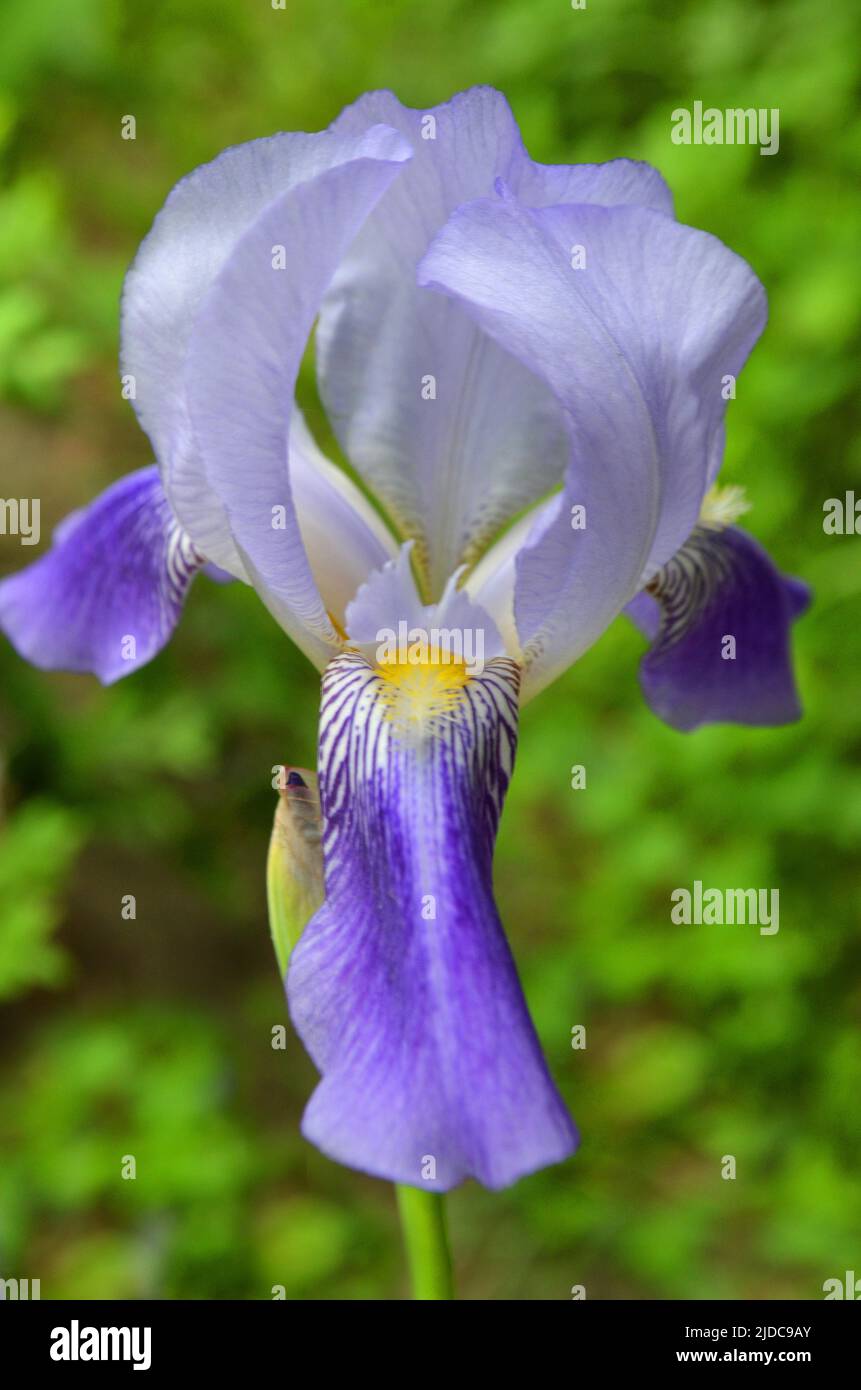 Fiore di iride con rete dorata - nome latino - Iris reticolata Foto Stock