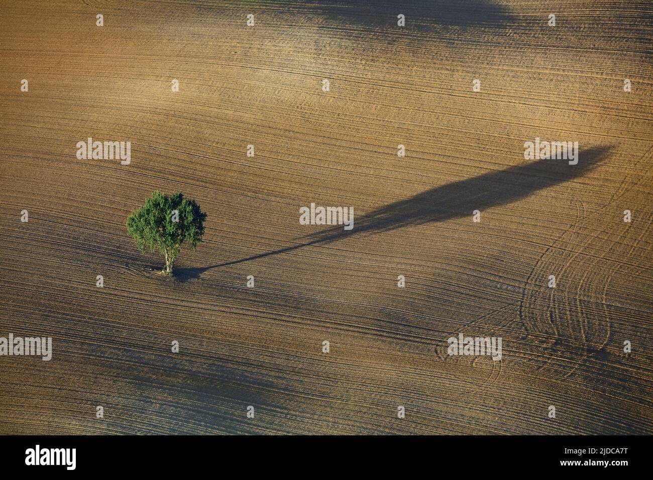 Francia, Ariège lone albero in un campo e la sua ombra (foto aerea) Foto Stock