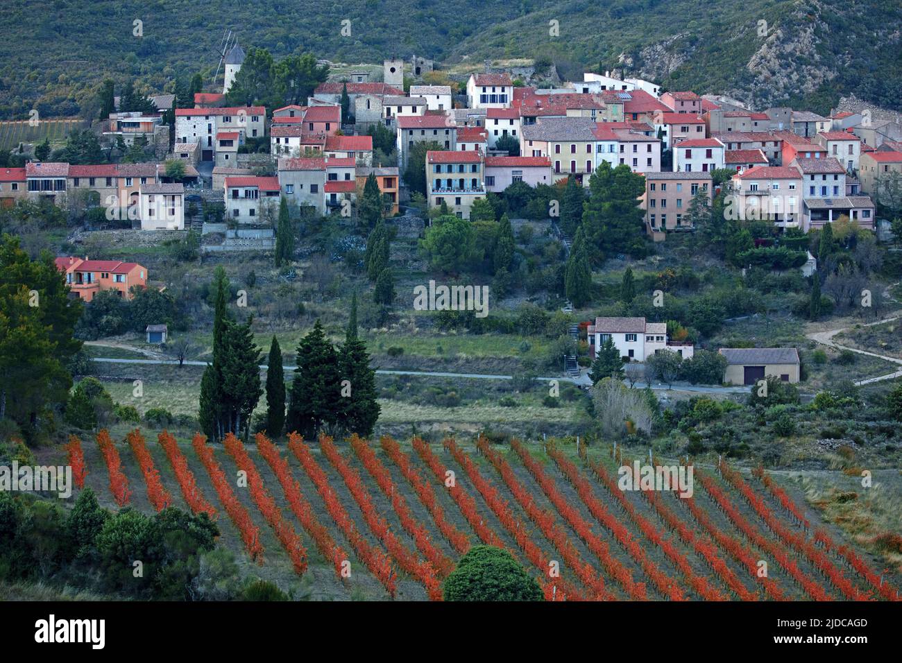 Francia, Aude Cucugnan, villaggio del vigneto Corbières AOC Foto Stock