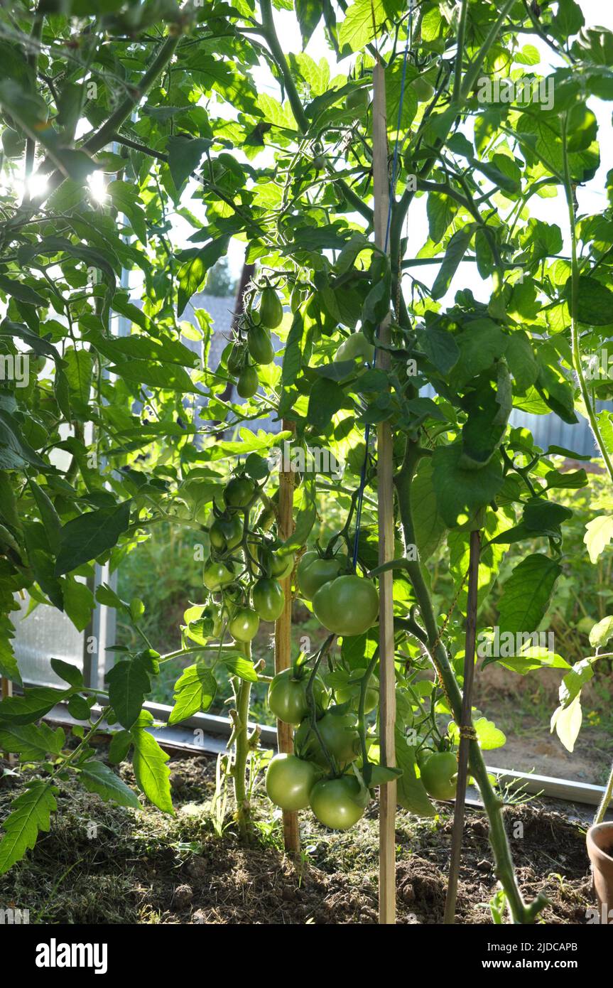 coltivazione di pomodori in serra, pomodori verdi su un ramo Foto Stock