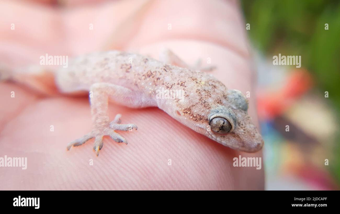 Macro primo piano di casa gecko poggiato sulla palma la casa comune gecko (Hemidactylus frenatus) è un gecko nativo del sud e sud-est asiatico Foto Stock