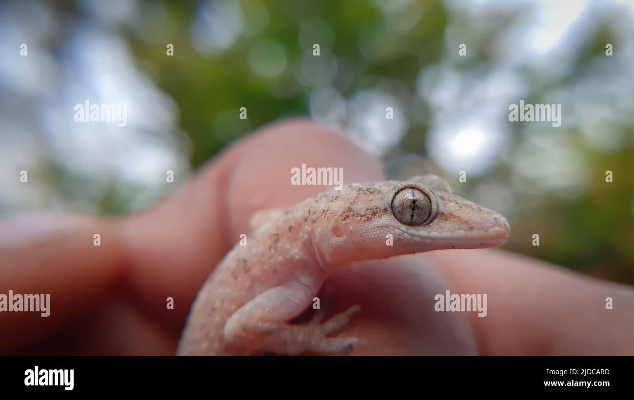 Macro primo piano di casa gecko la casa comune gecko (Hemidactylus frenatus) è un gecko nativo del sud e sud-est asiatico Foto Stock
