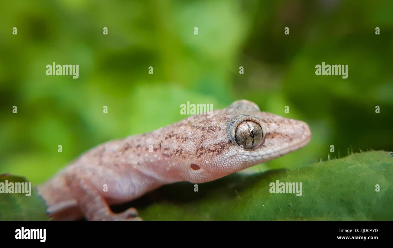 Primo piano macro di casa gecko la casa comune gecko (Hemidactylus frenatus) è un gecko nativo del sud e sud-est asiatico Foto Stock