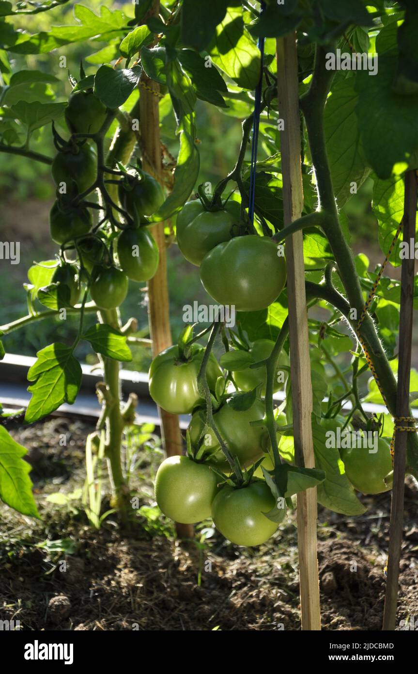coltivazione di pomodori in serra, pomodori verdi su un ramo Foto Stock
