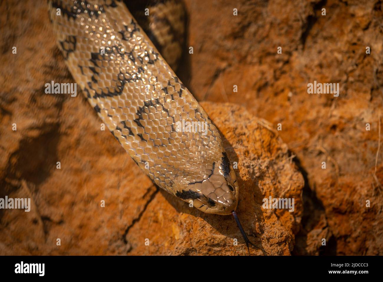 Serpente selvatico da vicino nell'habitat naturale, brasil selvatico, fauna selvatica brasiliana, pantanal, giungla verde, natura sudamericana e selvaggia, pericolosa, falsa Foto Stock