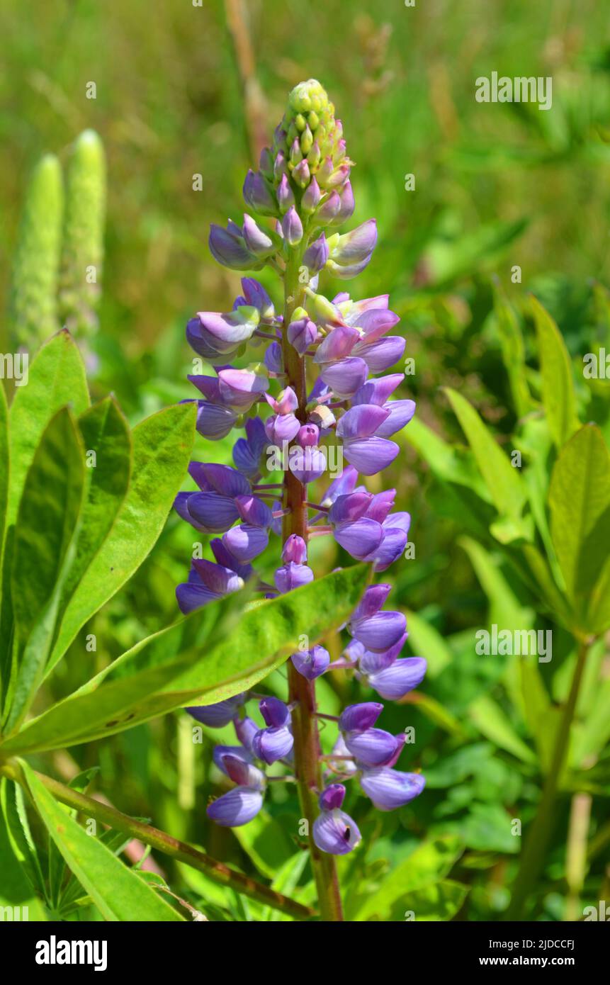 Fiore lupino fiore. Lupini estate fiore sfondo. Un campo di lupini. Primavera viola e fiore estivo. Messa a fuoco selettiva Foto Stock