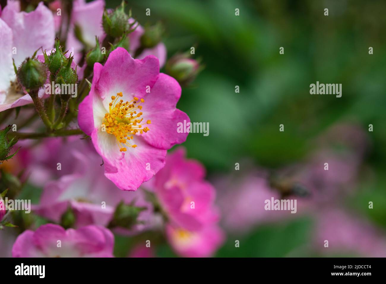 Cane-rosa su sfondo verde a nuvoloso giorno di primavera dopo la pioggia, fuoco selettivo, profondità di campo poco profonda Foto Stock