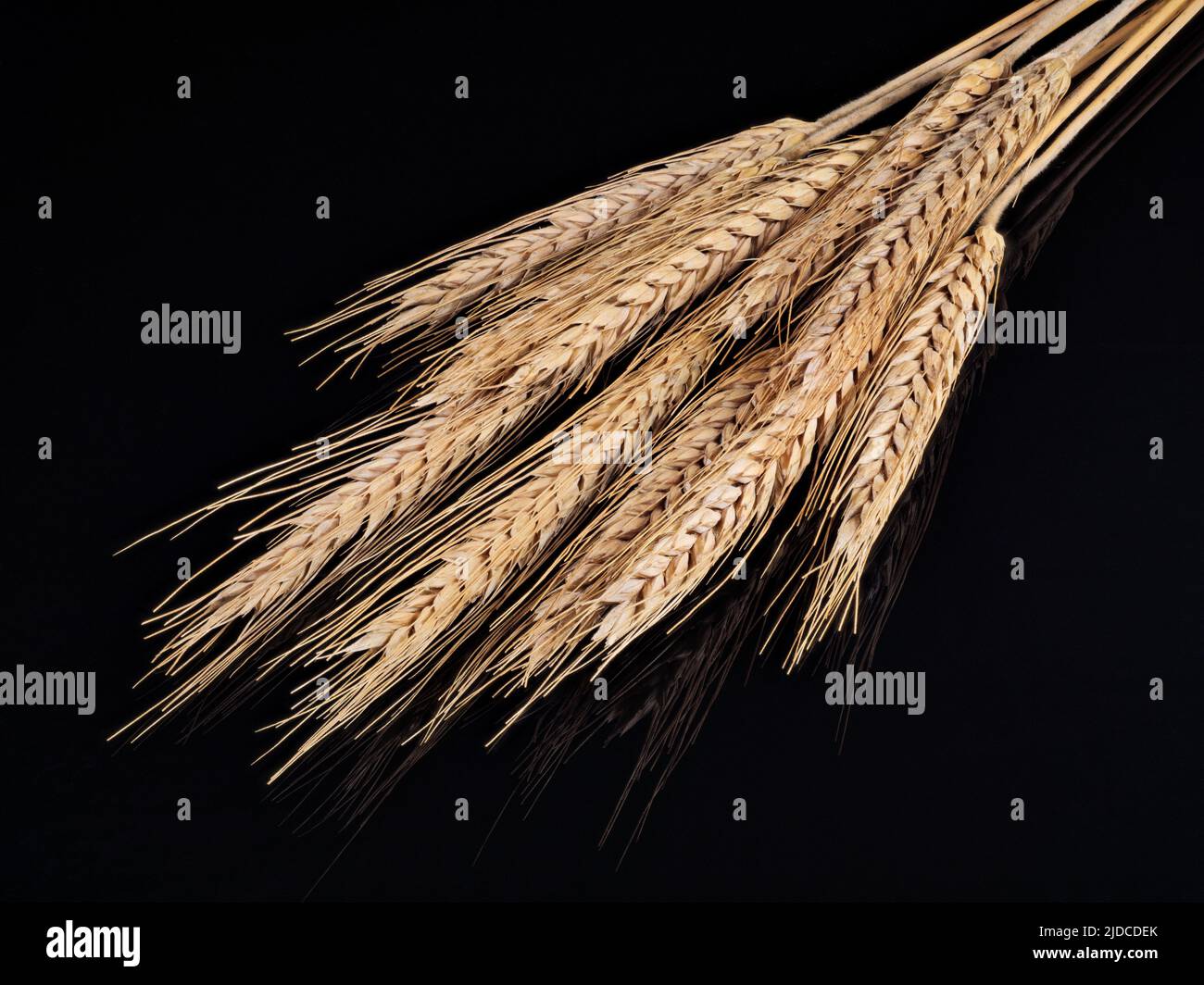 Mazzo di spighe secche di grano isolato su sfondo nero Foto Stock