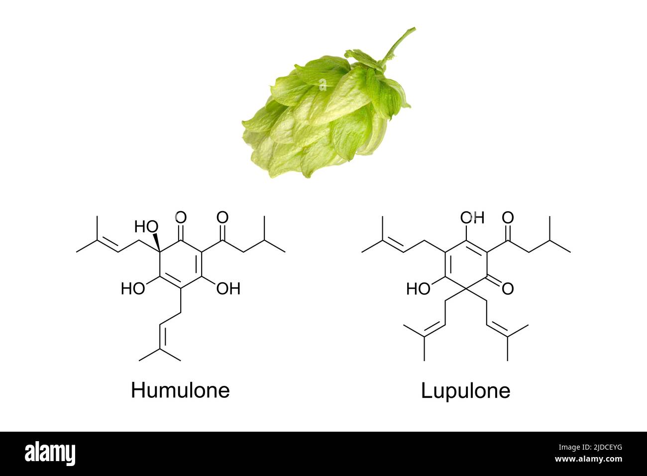 Luppolo fiore e formula chimica di humulone e lupulone, alfa e beta acido. Composti utilizzati come bitteranti, aromatizzanti e stabilizzanti nella birra. Foto Stock