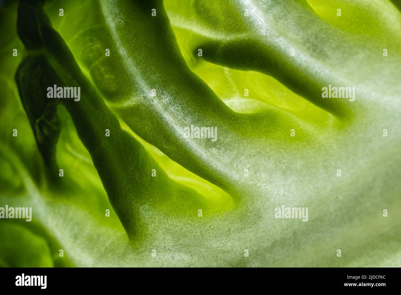 Foglia verde, trama o sfondo. Macro. Foto Stock