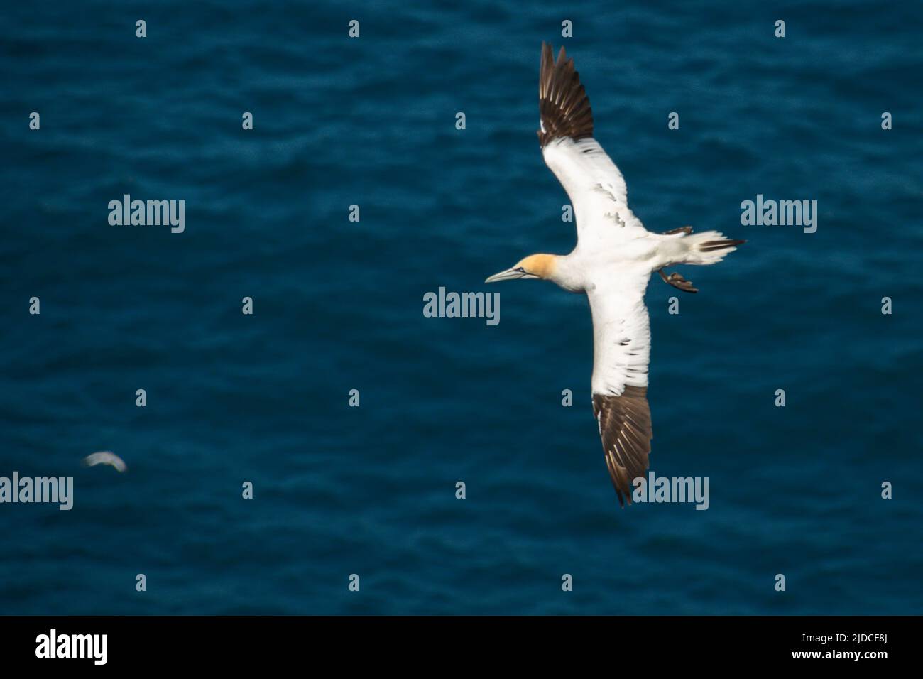 Una gannetta settentrionale che vola sul mare blu, Hermaness Foto Stock
