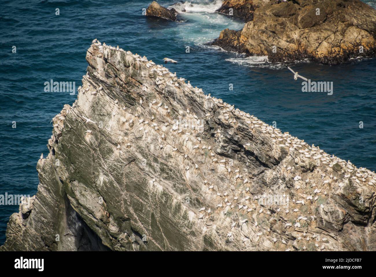 Colonia di Gannet su una roccia che si stacca nel mare, Hermaness Foto Stock