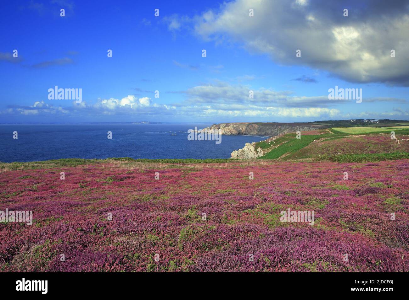 Francia, Finistère paesaggio costiero della baia di Douarnenez, erica in fiore Foto Stock