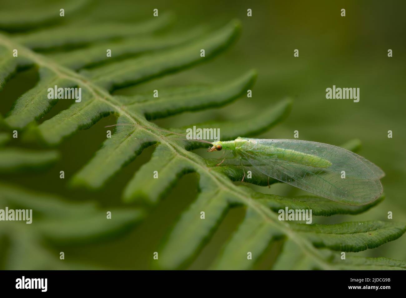 fern lascia su sfondo verde con una zanzara verde in cima. Spazio per la copia. Macrofotografia. Campione di crisopa ocopata. Nero macchiato verde la Foto Stock